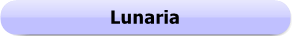 1155b - Button - Lunaria