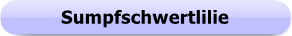 1185 - Button - Sumpfschwertlilie