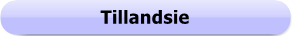 1186 - Button - Tillandsie