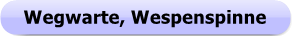 1193a Button - Wegwarte mit Wespenspinne