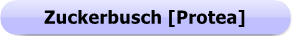 1198 - Button - Zuckerbusch - Nadelkissenprotea