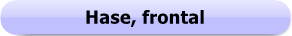 Button 1243 - Hase
