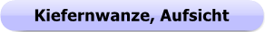 Button - Kieferwanze - Aufsicht