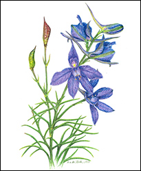 Ackerrittersporn - Miniaturbild