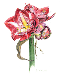 1104 - Amaryllis - Miniaturbild