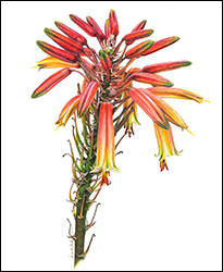 1105 - Aloe - Miniatur