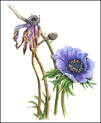 1106 - Anemone - Miniaturbild