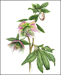 1116 - Christrose - Miniatur