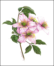 1117 - Clematis montana - Miniatur