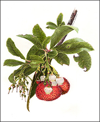 1118d - Erdbeerbaum - Miniatur