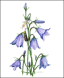 1120 - Glockenblume, dunkler - Miniaturbild