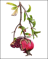 1121 - Granatapfel - Miniatur