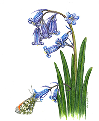 1127 - Hasenglckchen - Miniatur