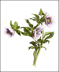 1127a - Helleborus - Miniatur