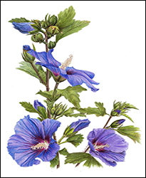 1128 - Hibiskus. Miniaturbild