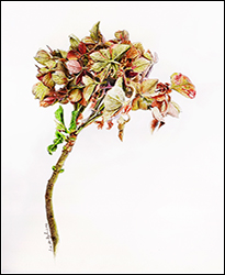 1131a - Hortensie, welke - Miniatur