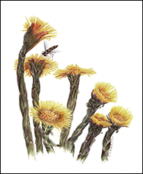 1132 - Huflattich - Miniatur