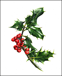 1135 - Ilex - Miniatur