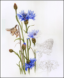 Kornblumen mit Falter - 1 - Miniaturbild