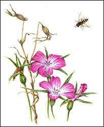 1145 Kornrade mit Schwebfliege - Miniaturbild