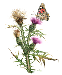 1147 - Kratzdistel - Miniaturbild