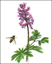 1154 - Lerchensporn - Miniatur