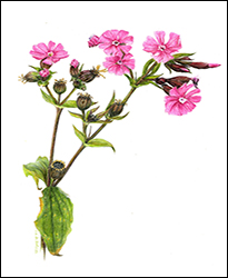 1154a - Lichtnelke, rote - Miniatur