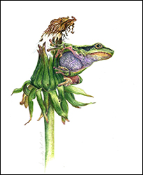1155a - Lwenzahn mit Frosch  - Miniatur