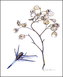 1155b - Lunaria - Miniatur