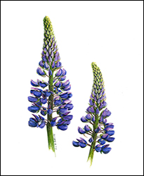 1155c - Lupinen - Miniatur