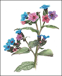 1155d - Lungenkraut - Miniatur
