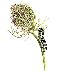 1160 - Wilde Mhre 1 - Miniatur