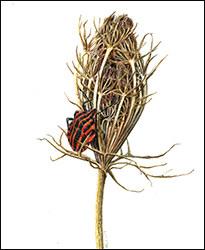 1161 - Wilde Mhre 2 - Miniatur