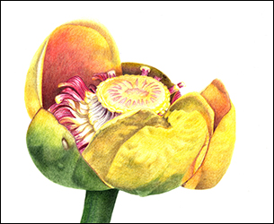 1162 - Mummel - Miniaturbild