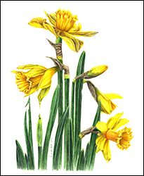 1165 - Narzissen - Miniatur