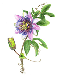 1167 - Passionsblume - Miniaturbild