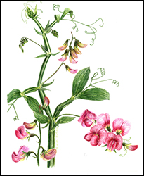 1167 - Platterbse, breitblttrig - Miniatur