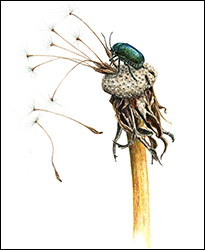 1168 - Pusteblume - Miniaturbild