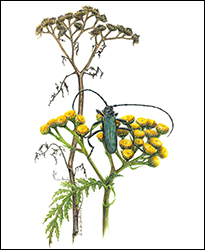 1169 - Rainfarn mit Moschusbock - Miniatur
