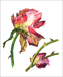 1169a - Rose - Miniatur