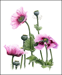 1169d - schlafmohn_miniatur