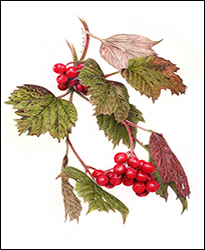 1170a - Schneeball, gemeiner Miniatur