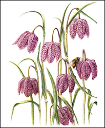 1172 - Schachbrettblume 1 - Miniaturbild