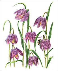 1173 - Schachbrettblume 2 - Miniaturbild
