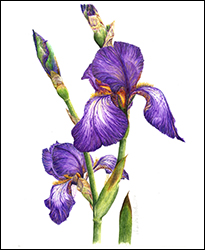 1174 - Schwertlilie - Miniaturbild