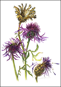 1174a - Skabiosenflockenblume - Miniatur