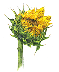1176 - Button - Sonnenblume - Miniatur