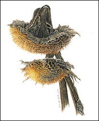 1177 - Sonnenblume, verwelkt - Miniatur