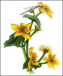 1183 - Sumpfdotterblume - Miniaturbild