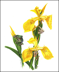 1185 - Sumpfschwertlilie - Miniaturbild